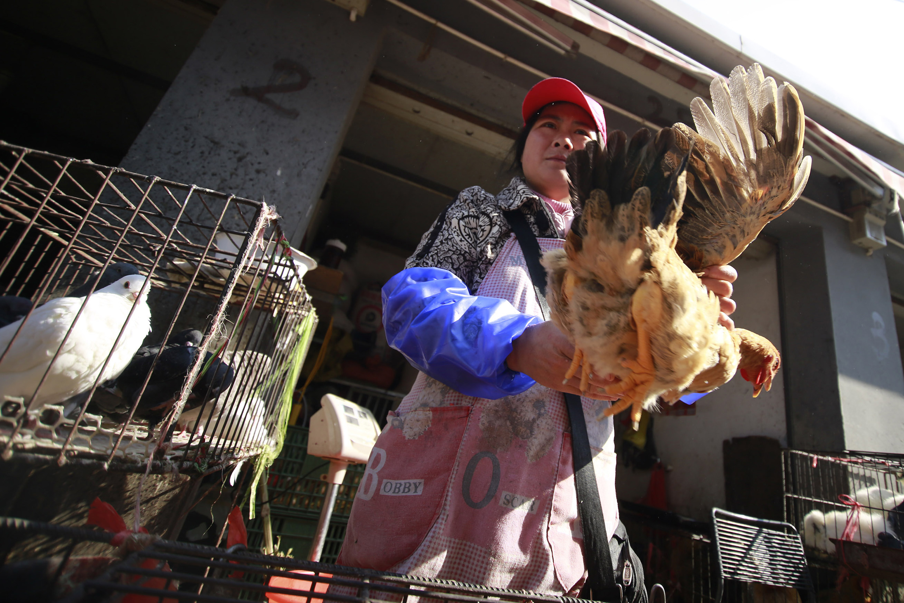 Νέο στέλεχος του ιού της γρίπης των πτηνών εντοπίστηκε στην Κίνα